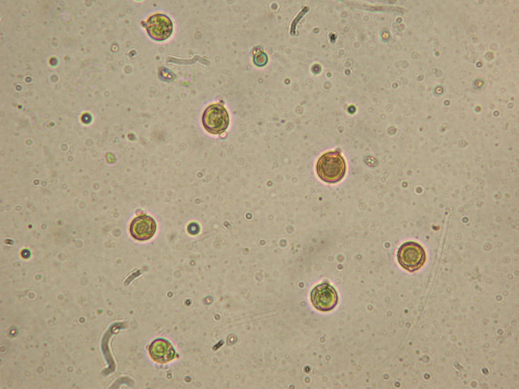 Novit� per .... me : QUIZZZZ